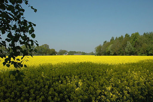 - image: 29