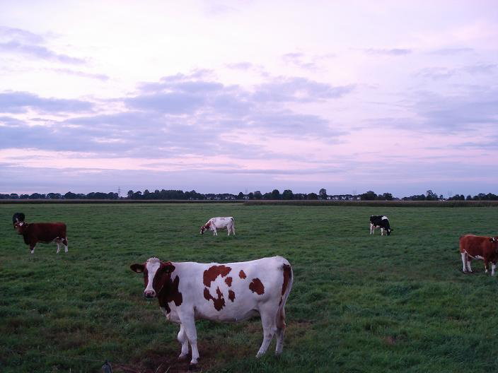 Maison nature à Wezep/Oldebroek