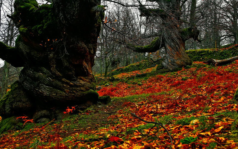 - image: 22