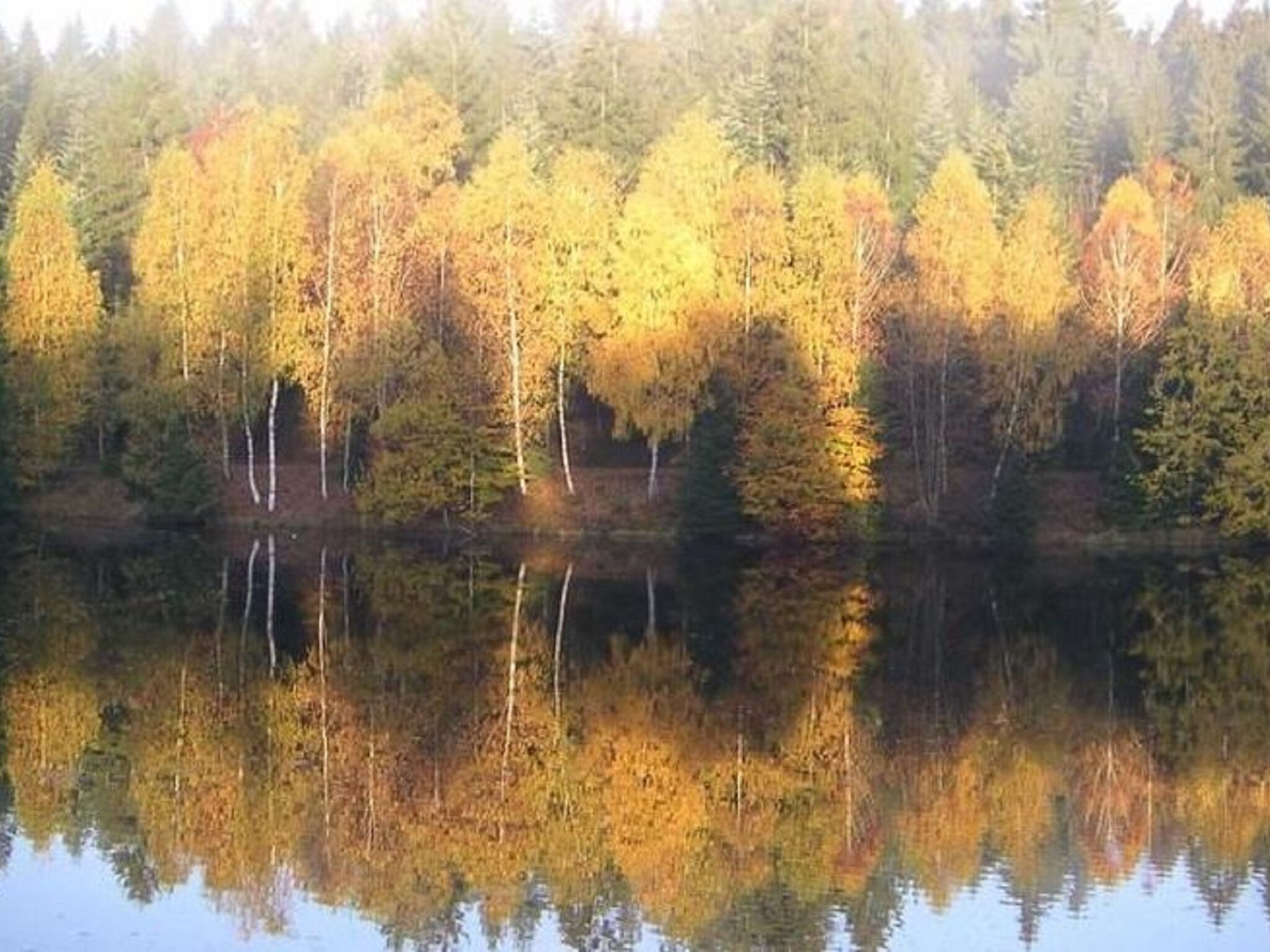 - image: 12