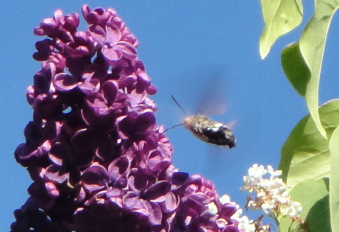 - image: 28