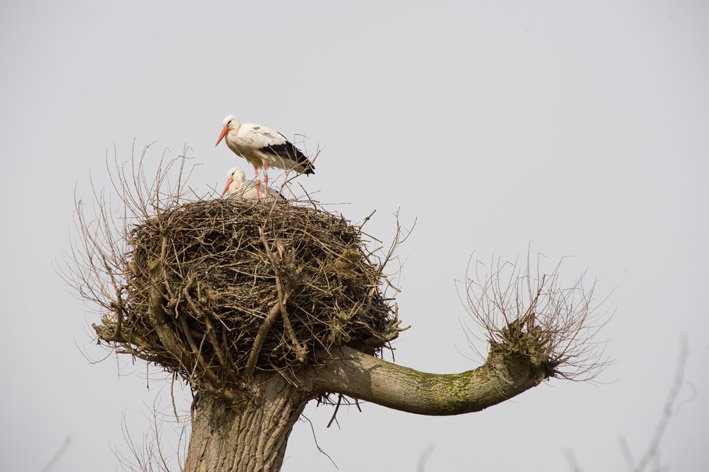 Naturhäuschen in Vreeland