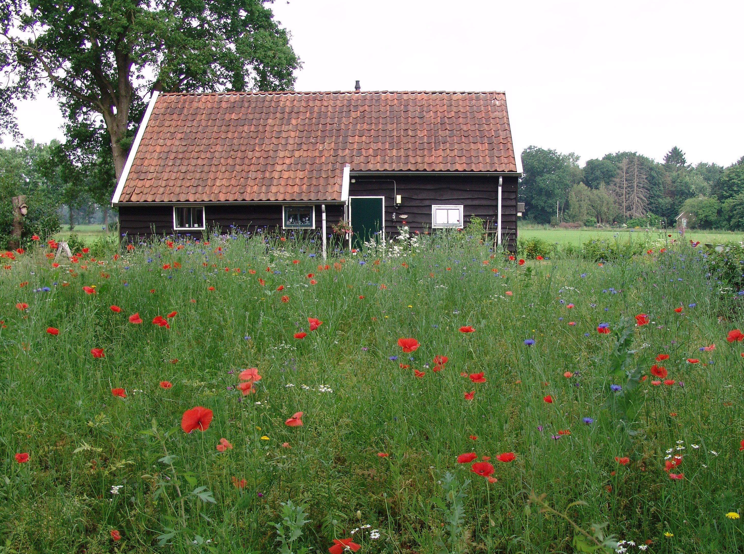 Maison nature à Dwingeloo
