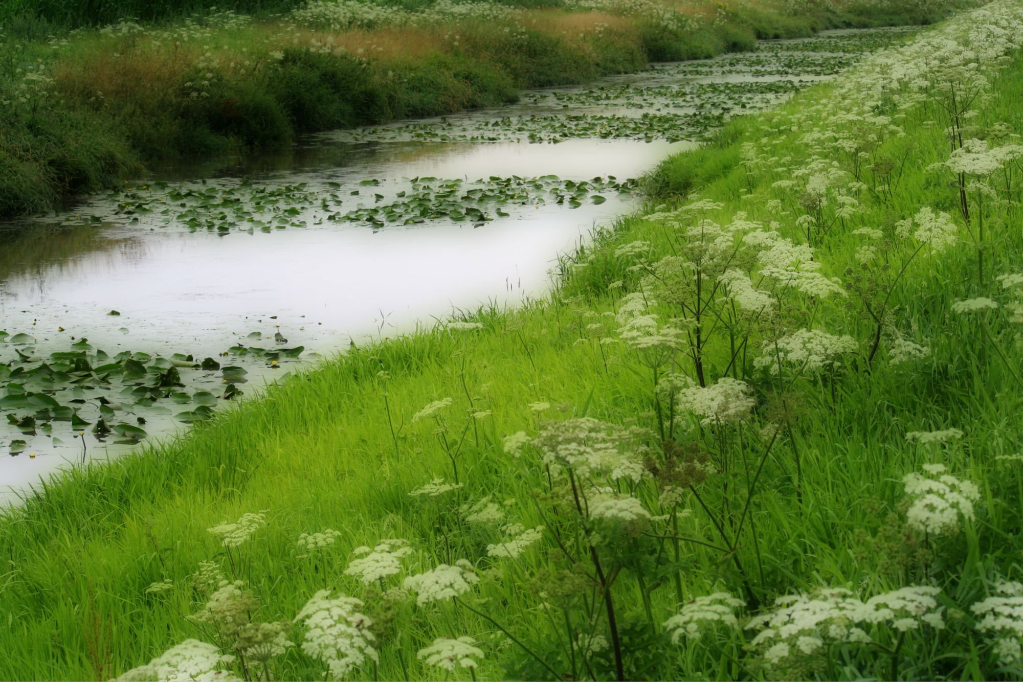 Naturhäuschen in Nieuw-Schoonebeek