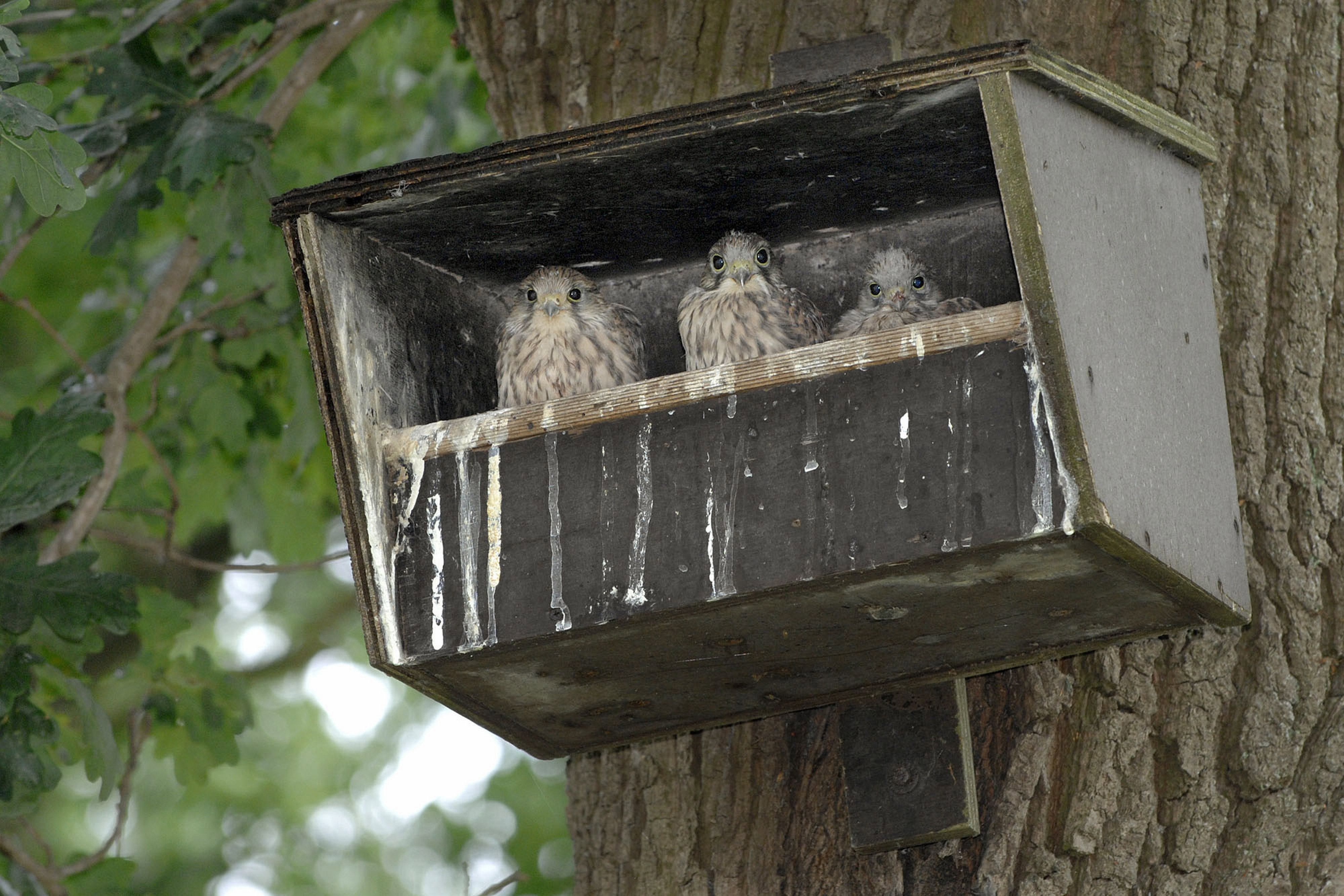 Naturhäuschen in Nieuw-Schoonebeek