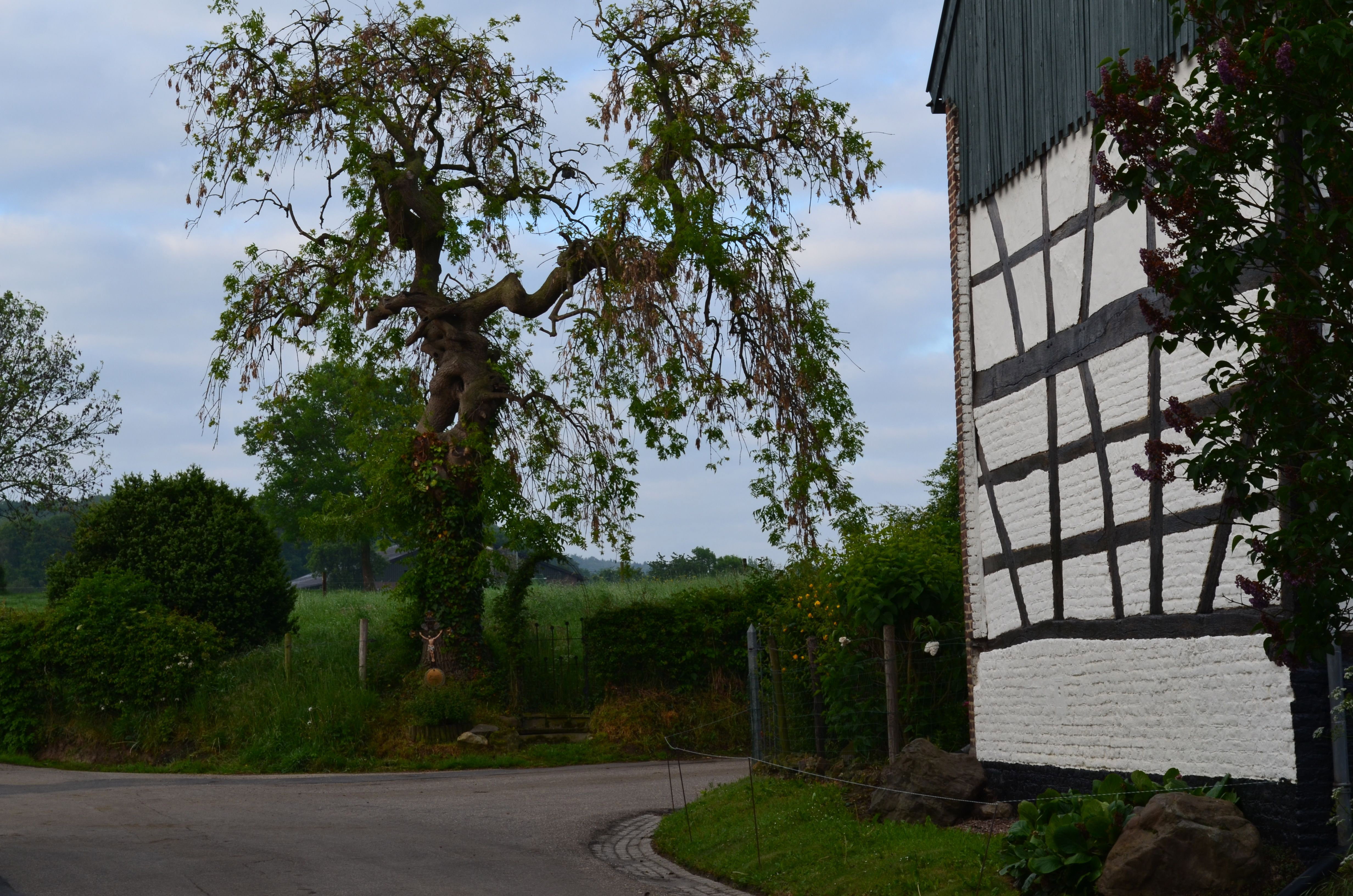 - image: 25