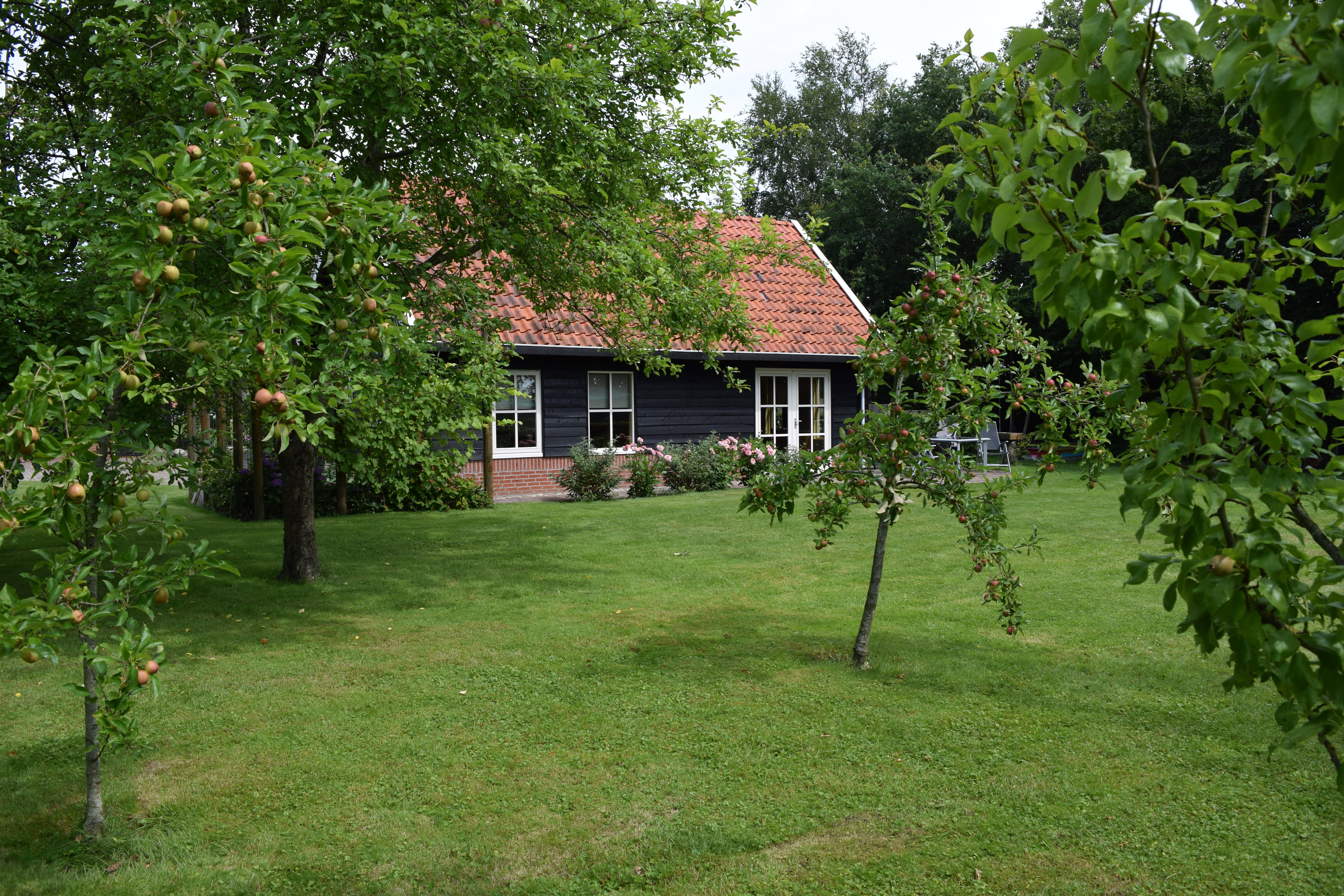 - image: 1