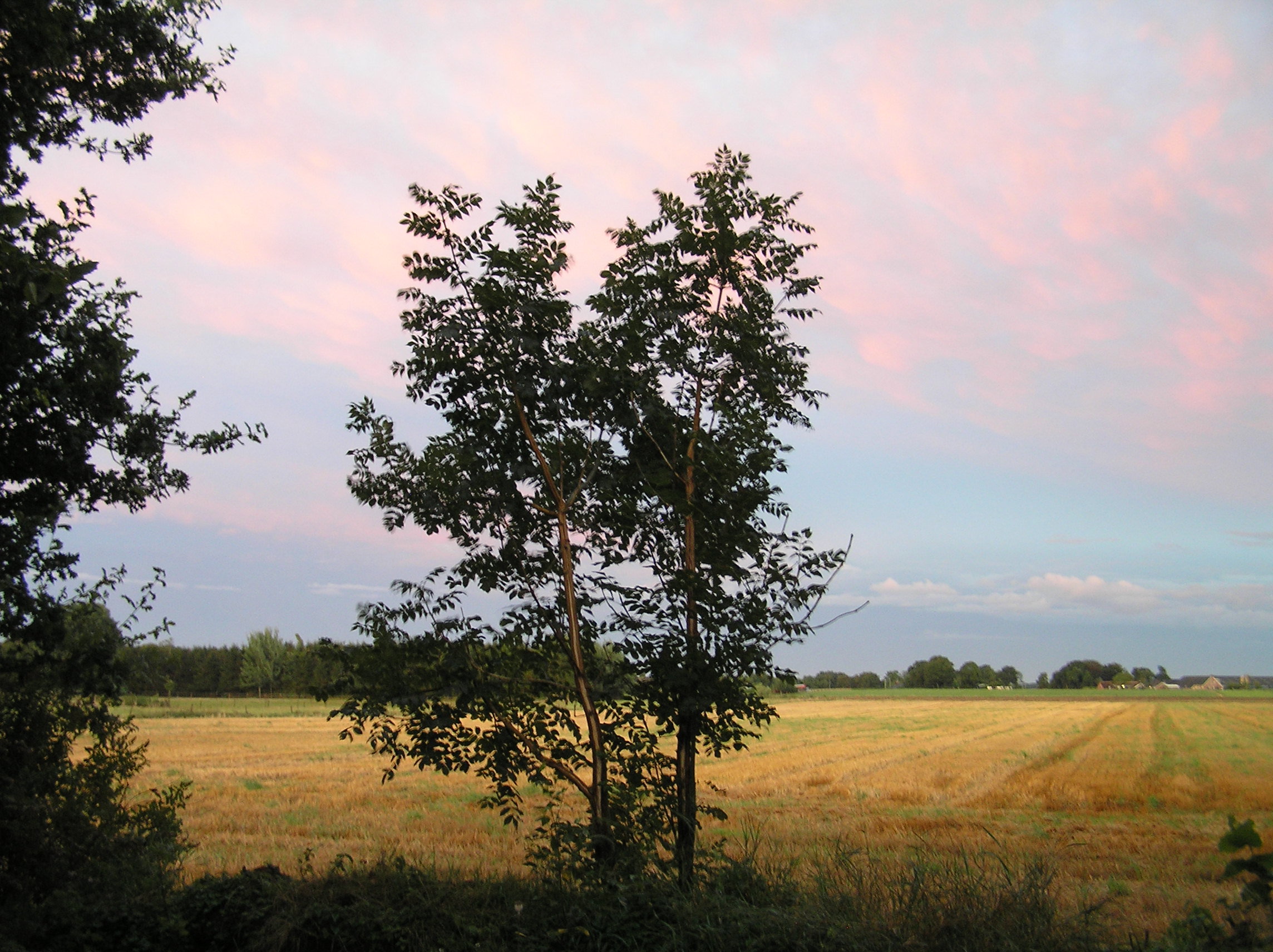 - image: 13