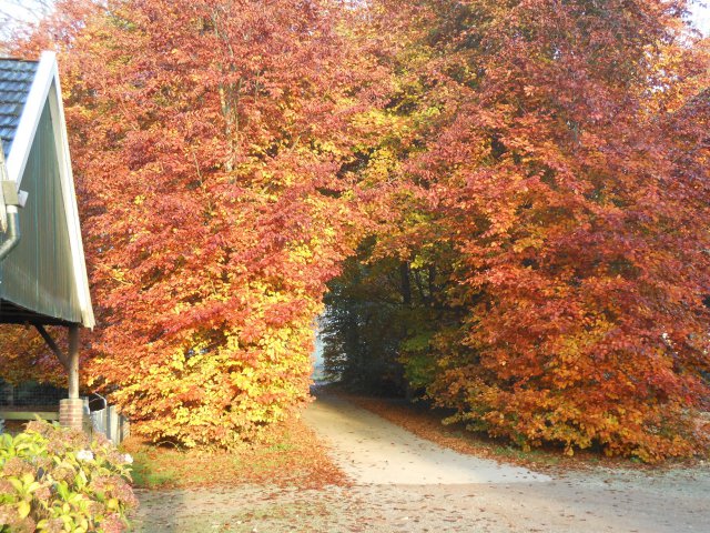 - image: 42