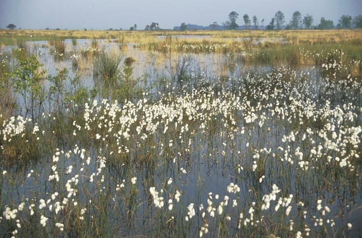 Naturhäuschen in Ansen