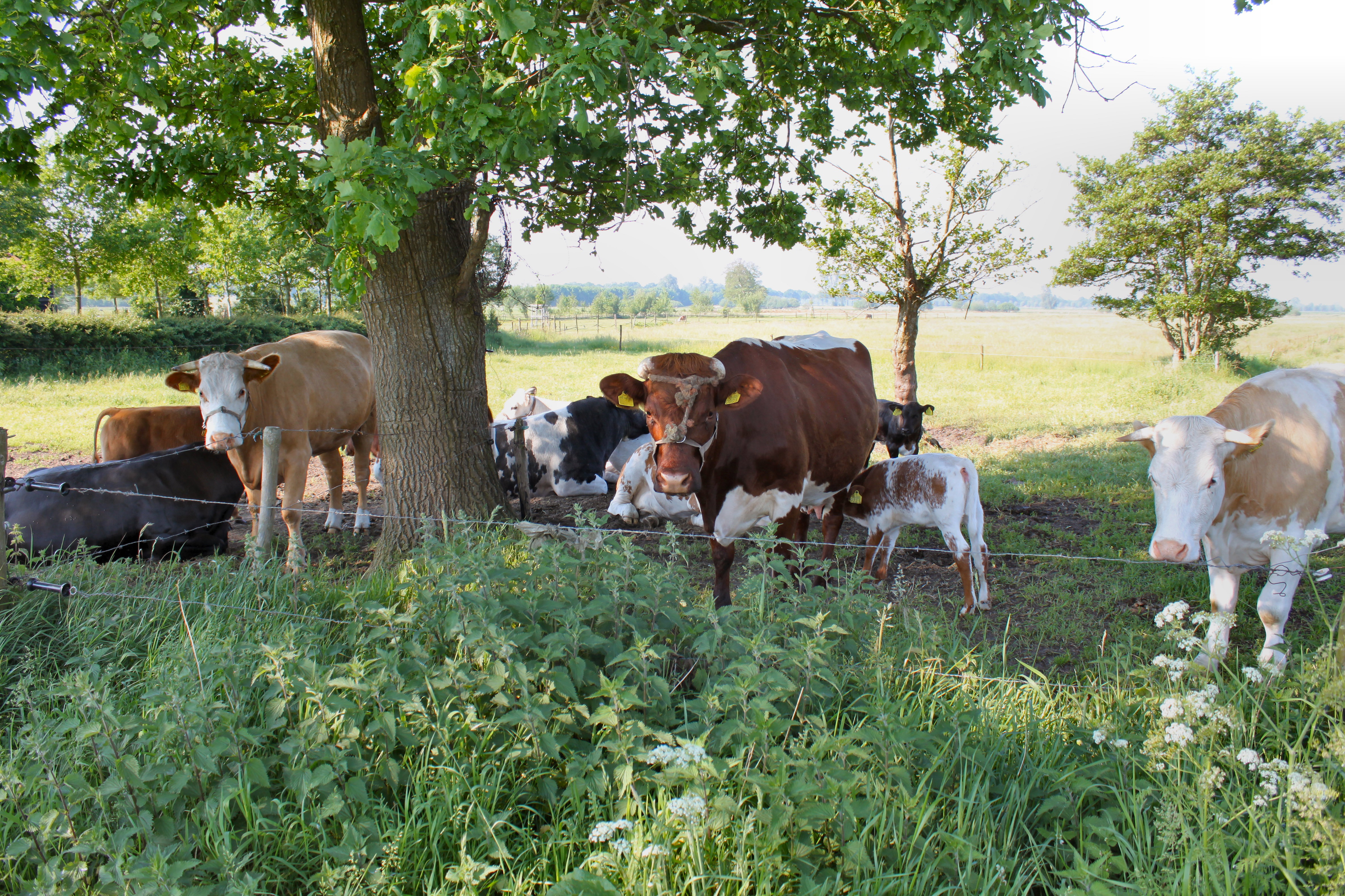 Naturhäuschen in Ansen