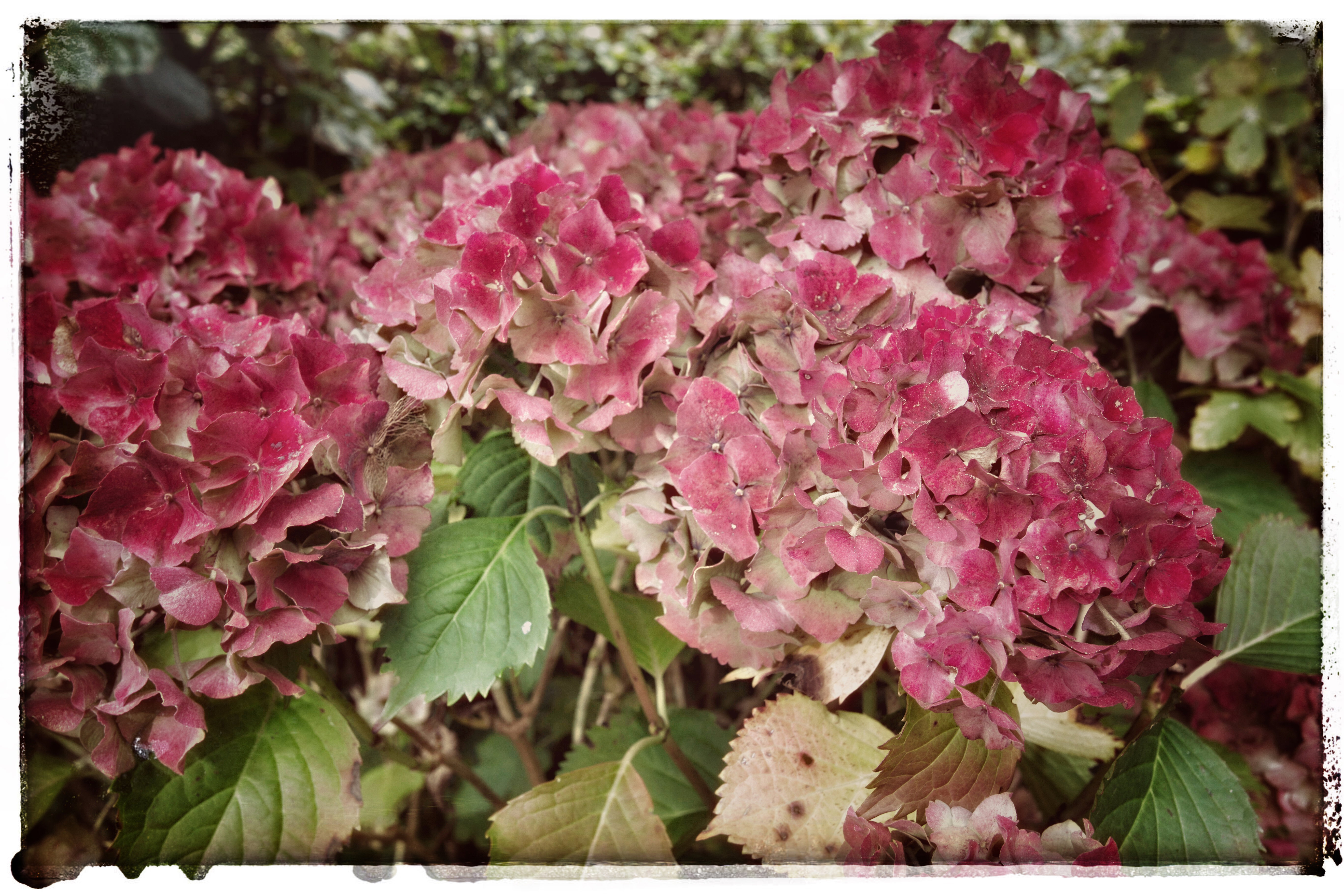 - image: 25