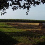 - image: 12