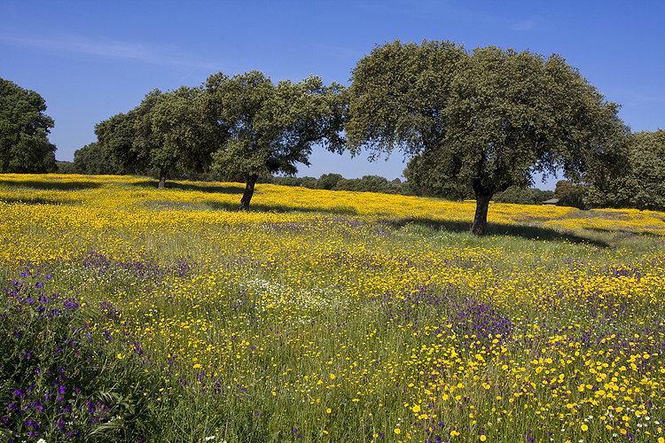 - image: 11