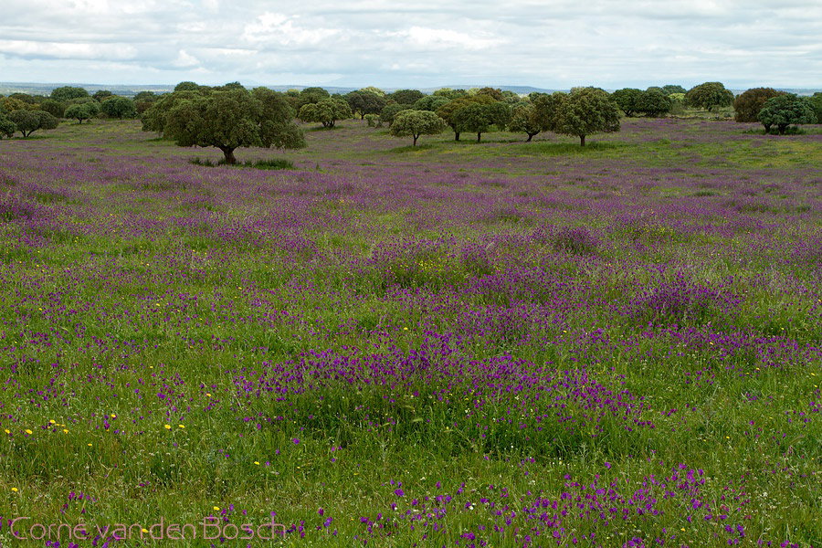 - image: 14