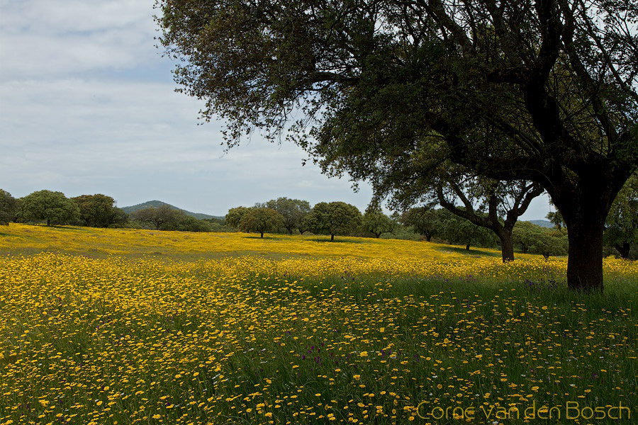 - image: 15