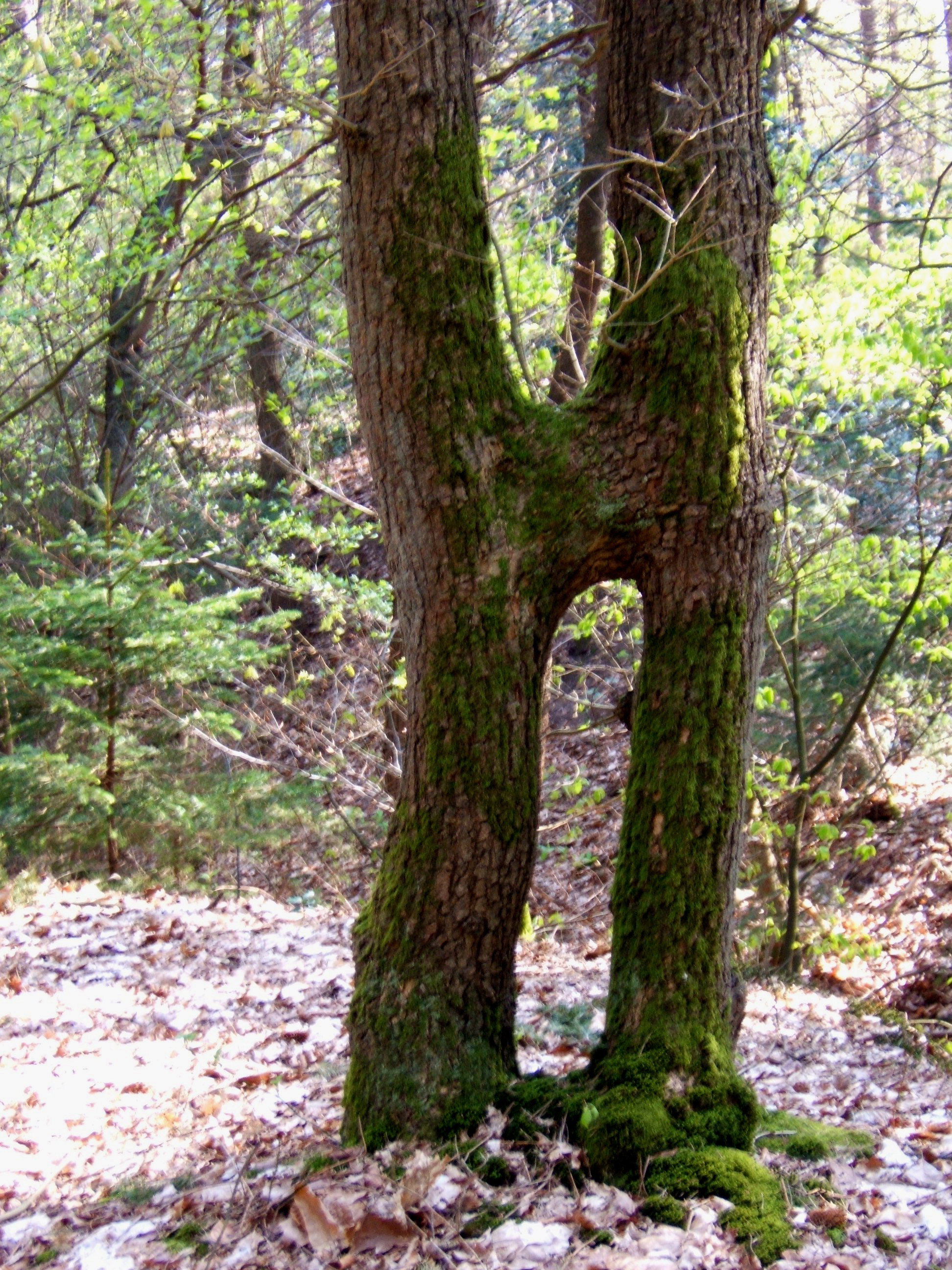 Natuurhuisje in Boijl