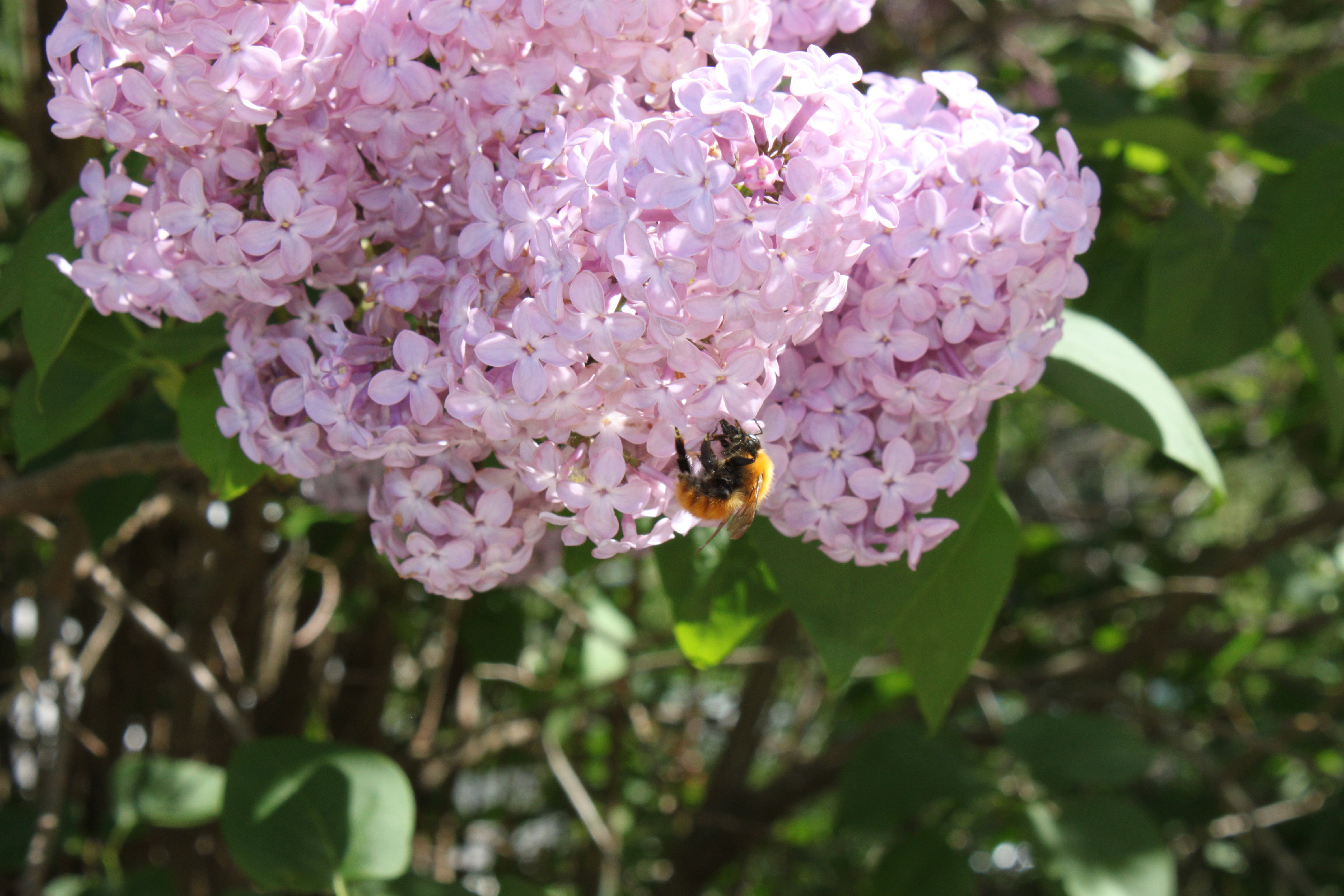 - image: 24