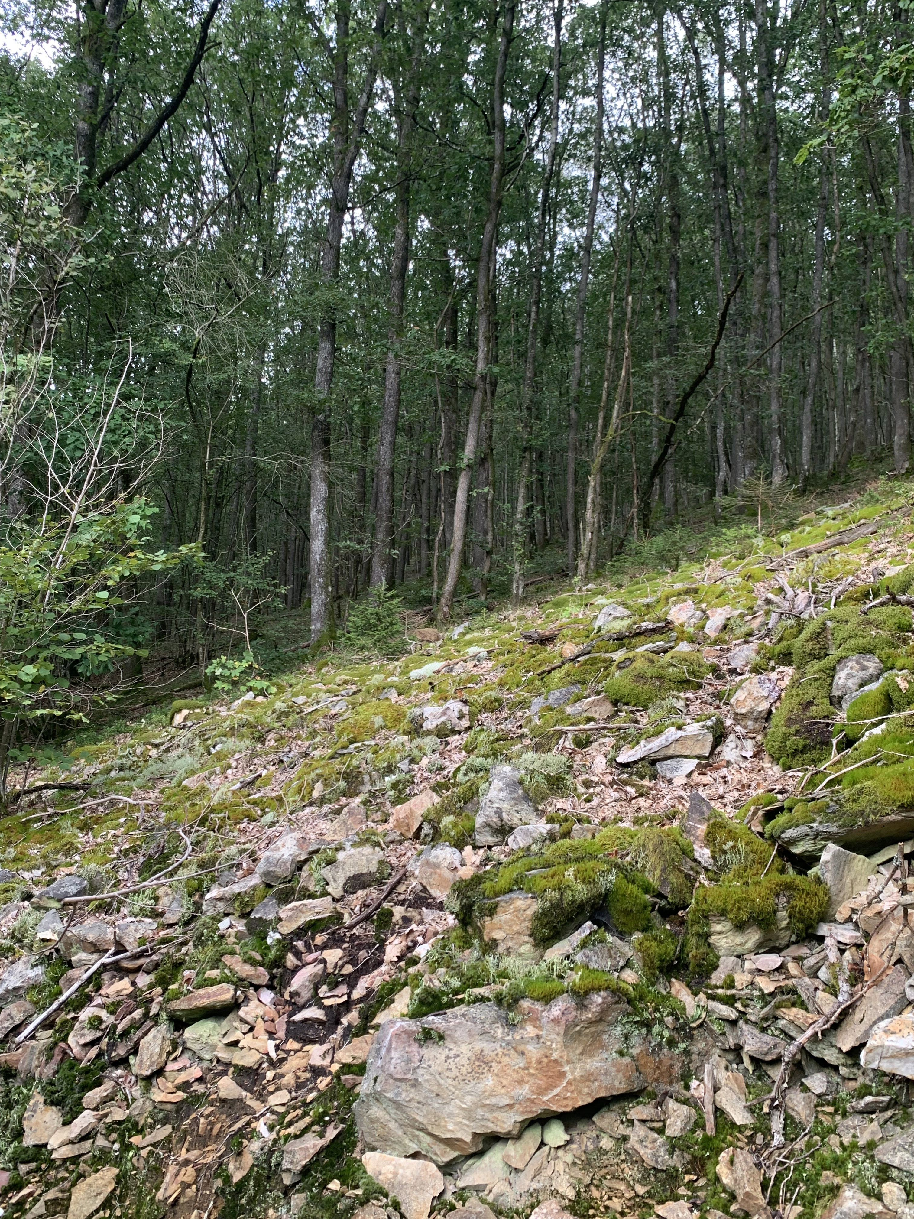 - image: 40