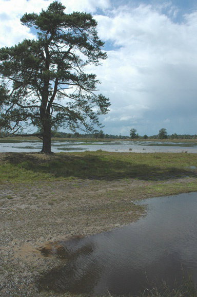 - image: 11