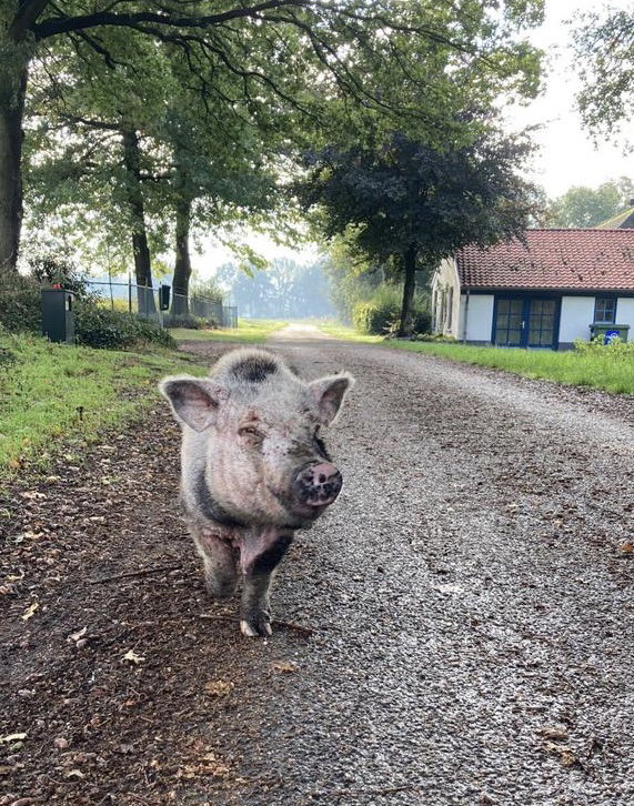 Natuurhuisje in Merselo