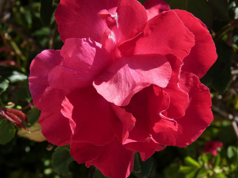 - image: 21