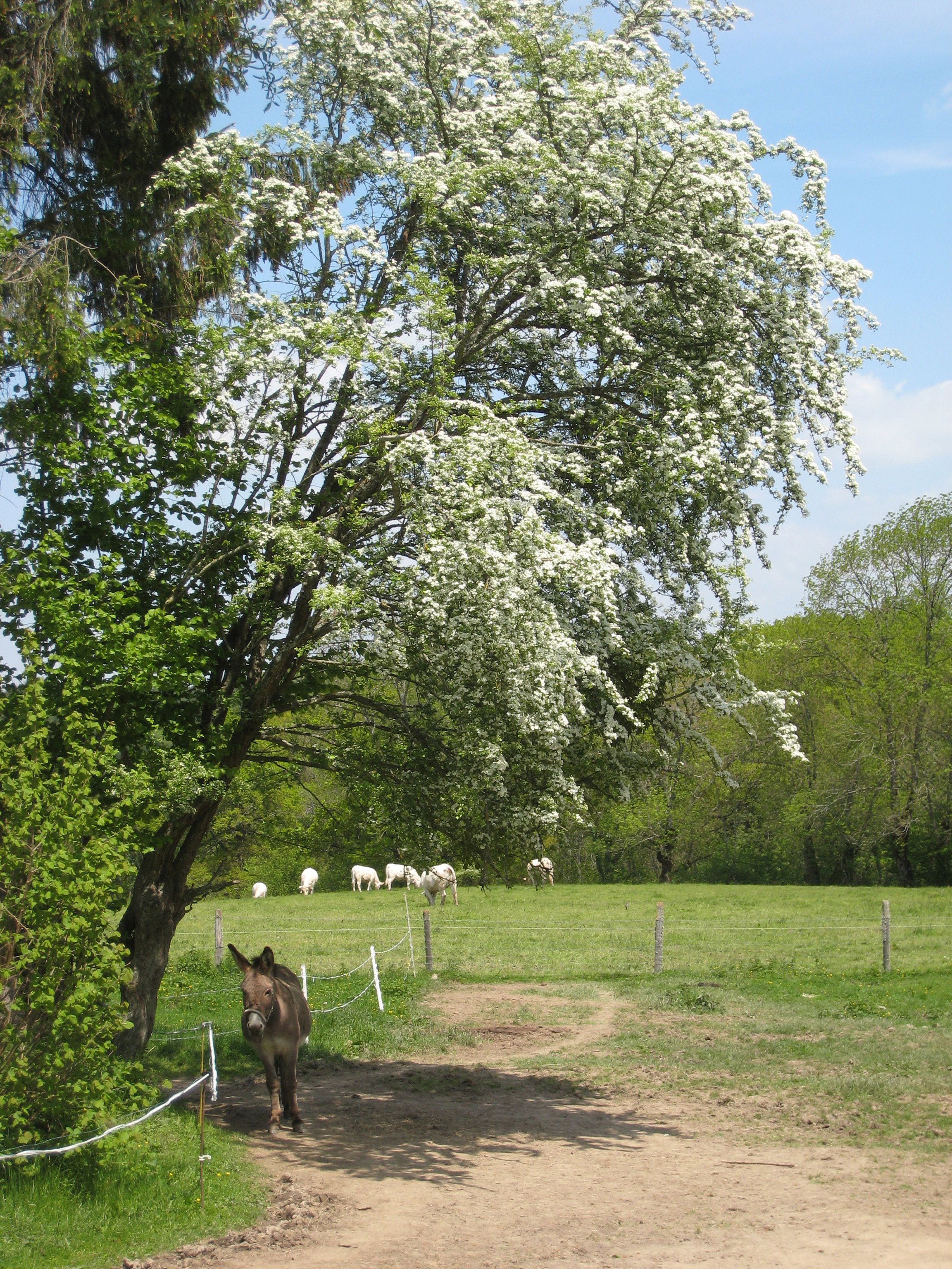 Natuurhuisje in St. Hilaire pres Pionsat