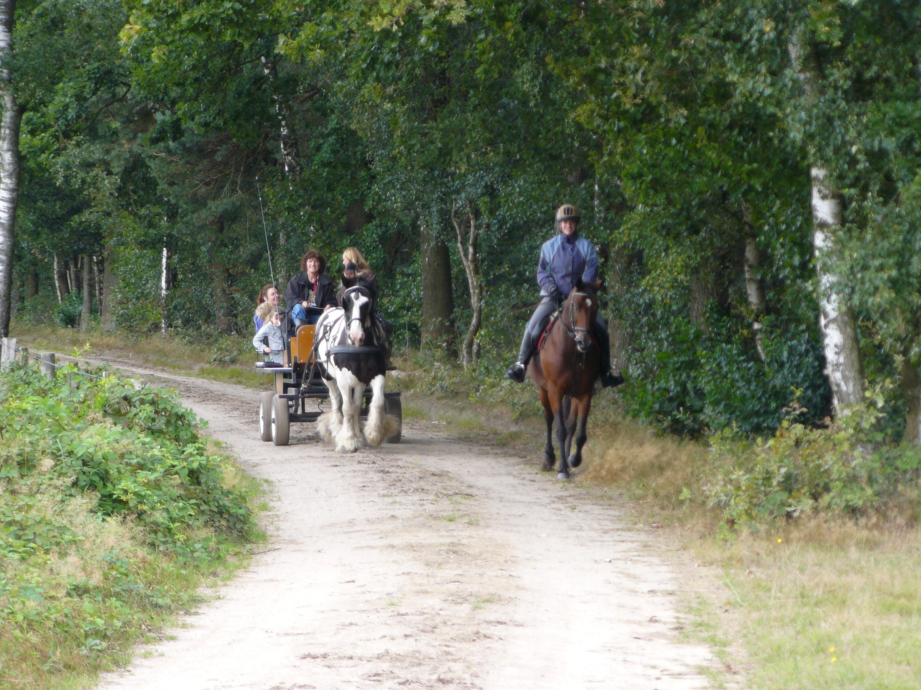 Natuurhuisje in Emst