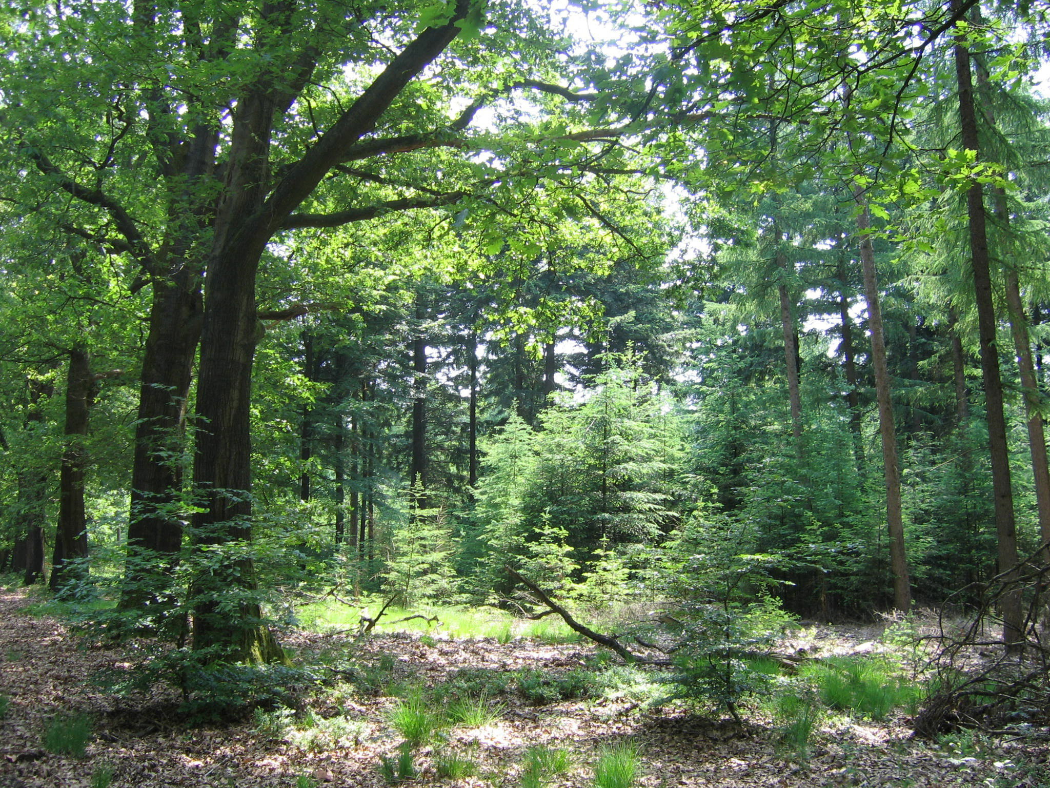 - image: 11