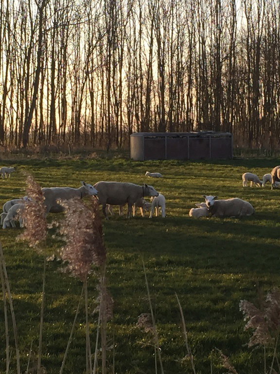 Maison nature à Wirdum
