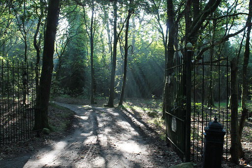 - image: 11