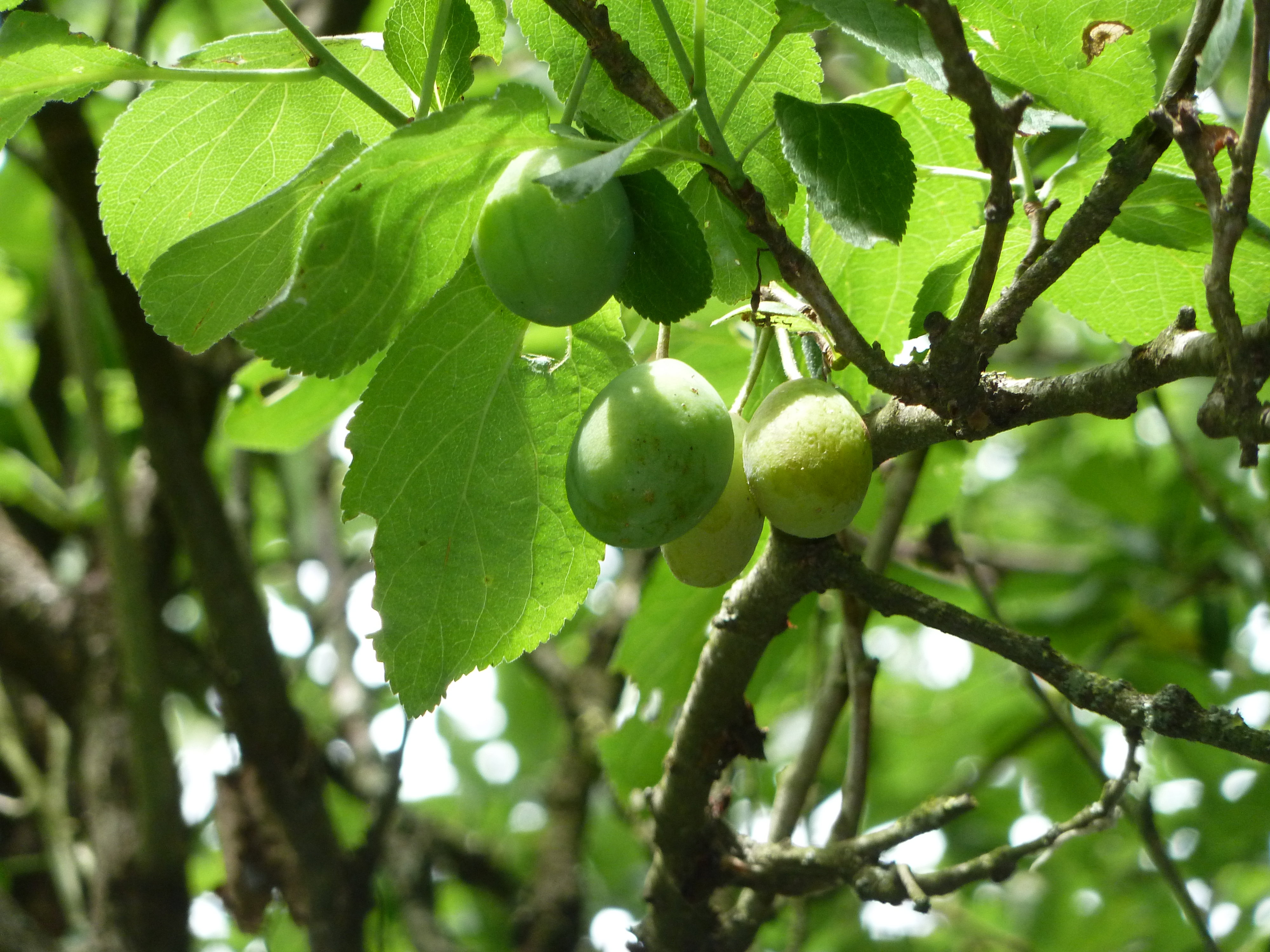 Natuurhuisje in Doische