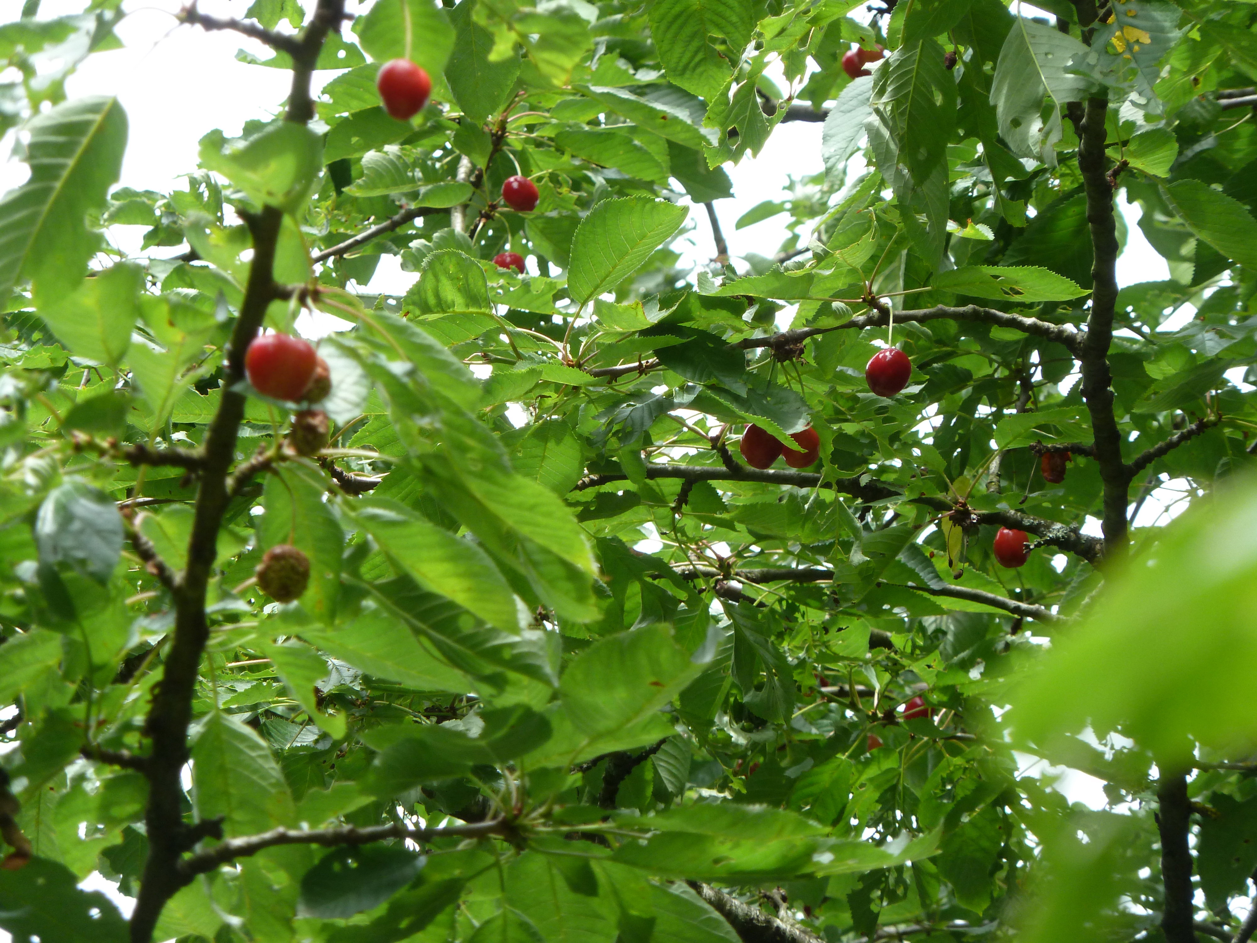 Natuurhuisje in Doische