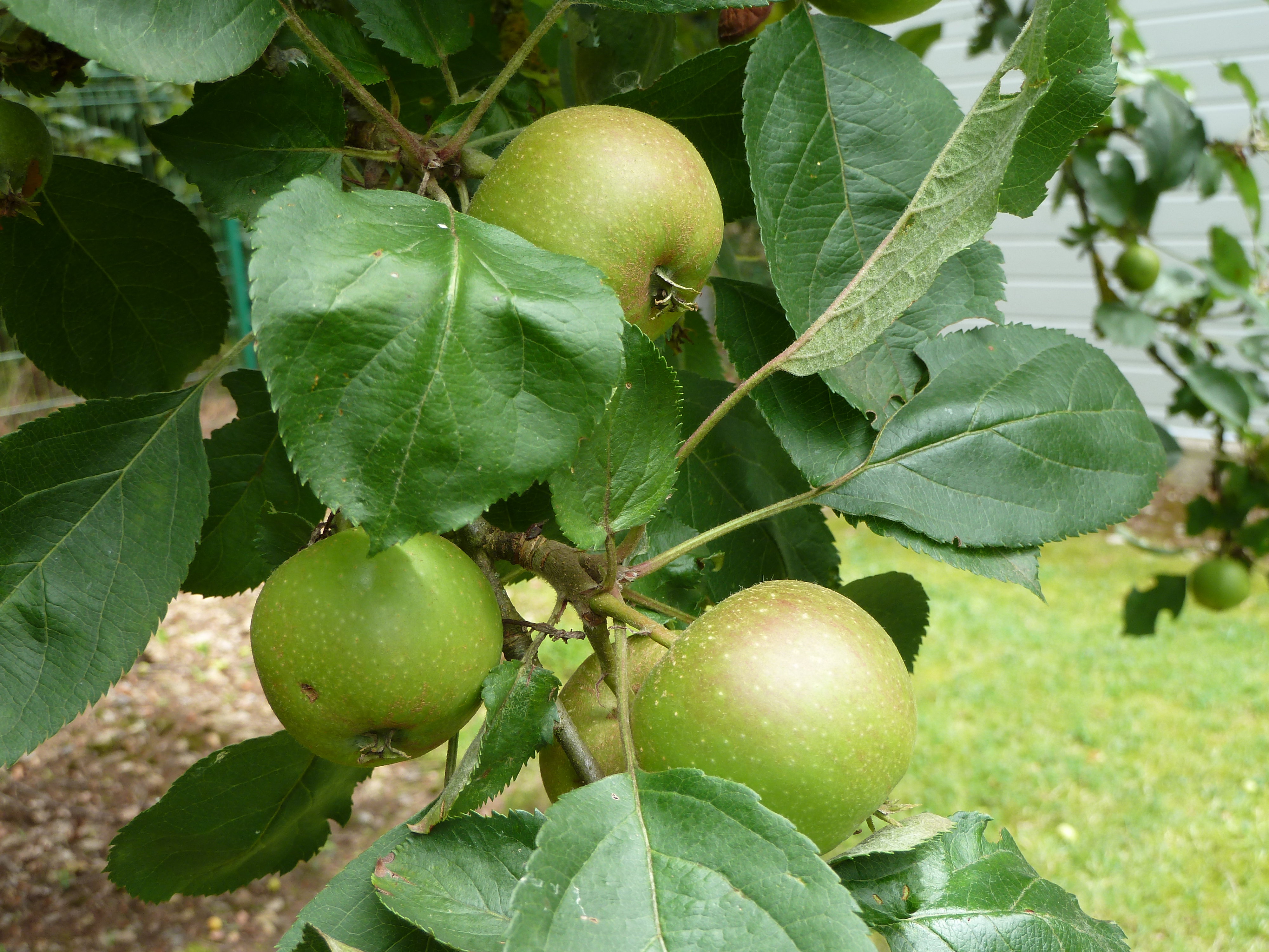 Natuurhuisje in Doische