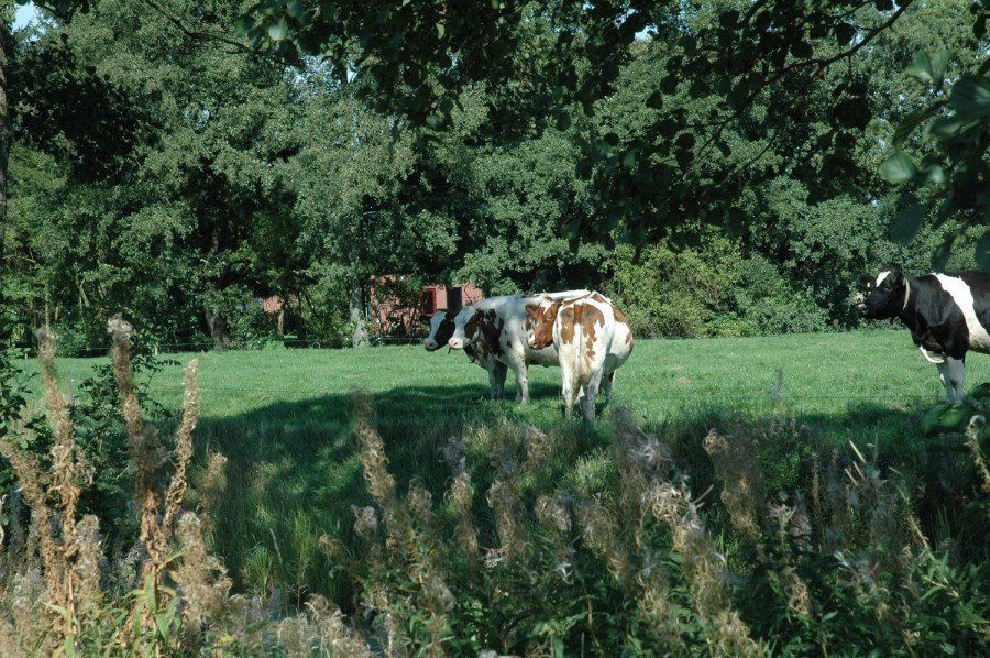 Naturhäuschen in Zevenhuizen