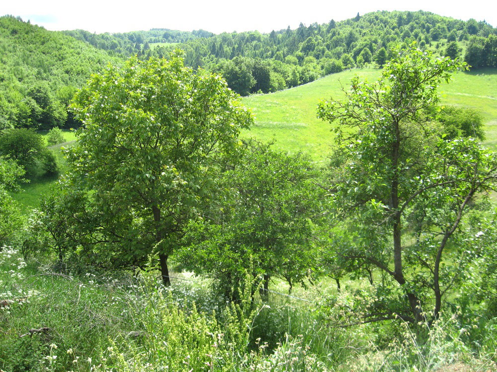 - image: 11