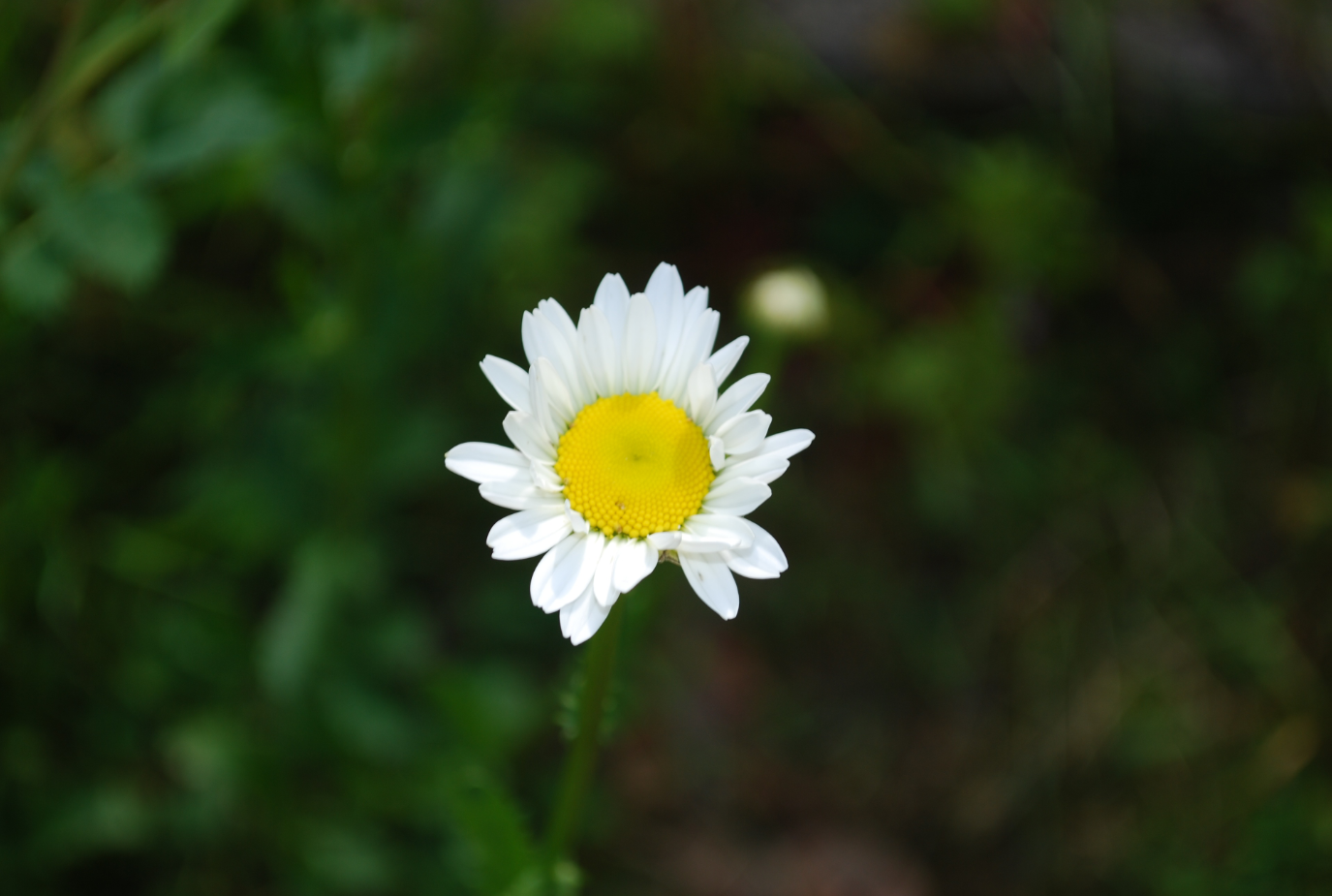 - image: 45