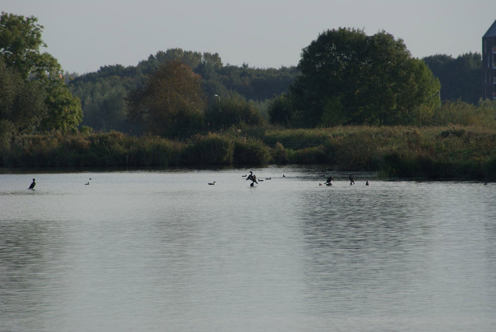 - image: 11