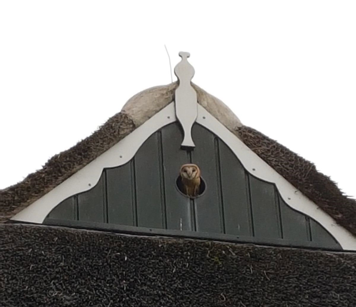 Casa nella natura a Dwingeloo