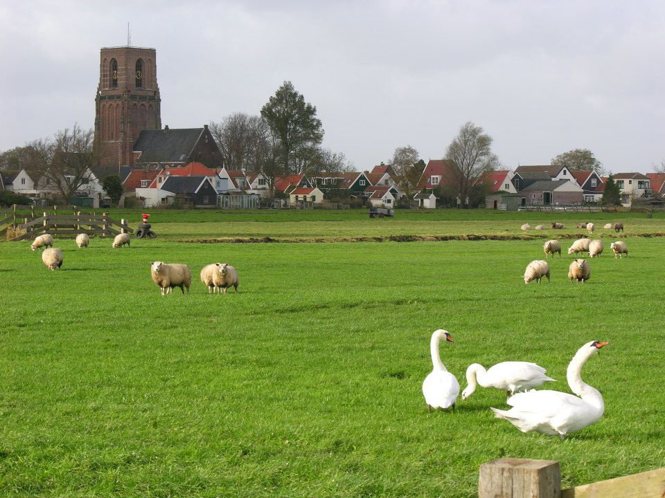 - image: 11