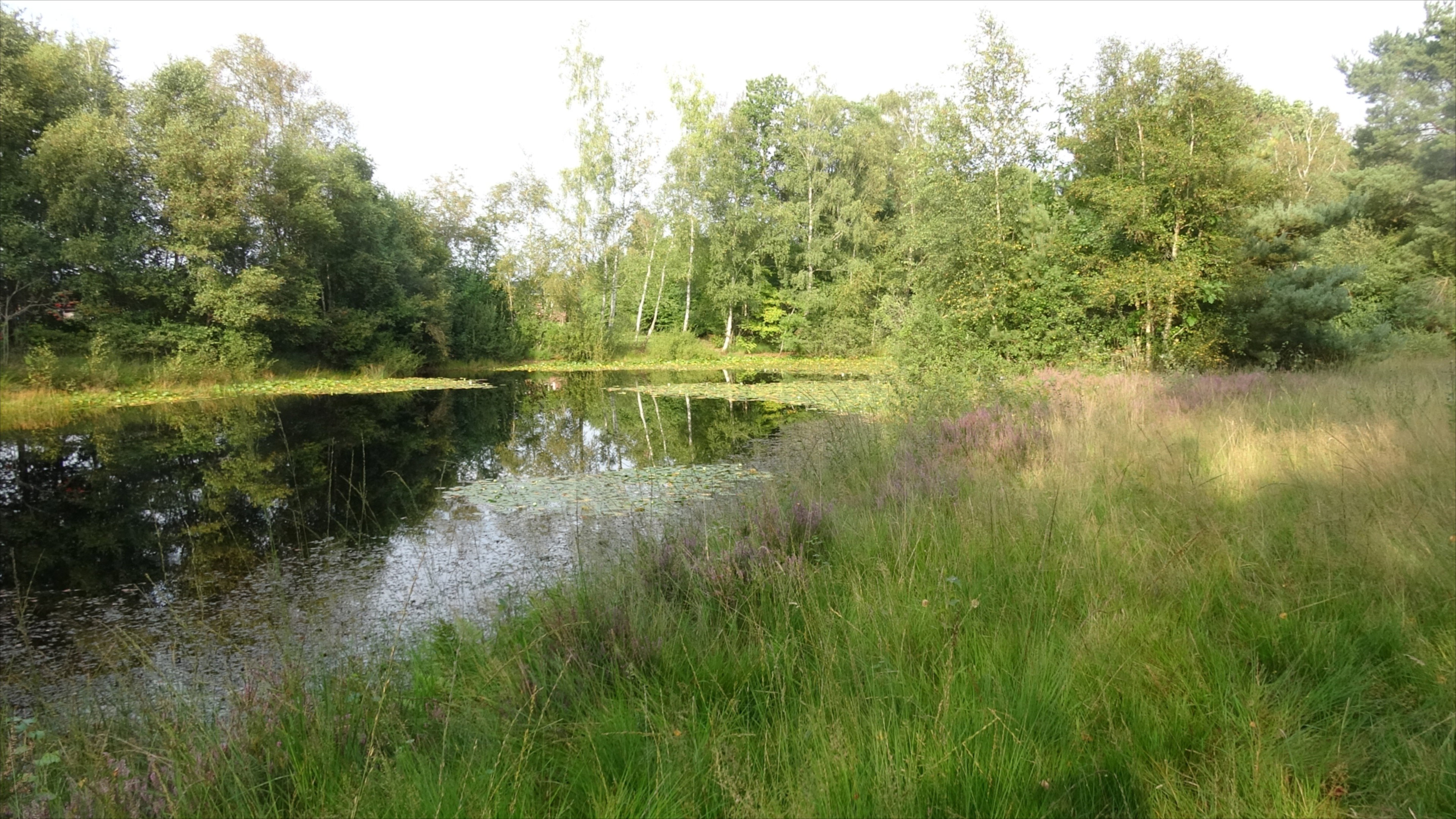 Natuurhuisje in Pesse