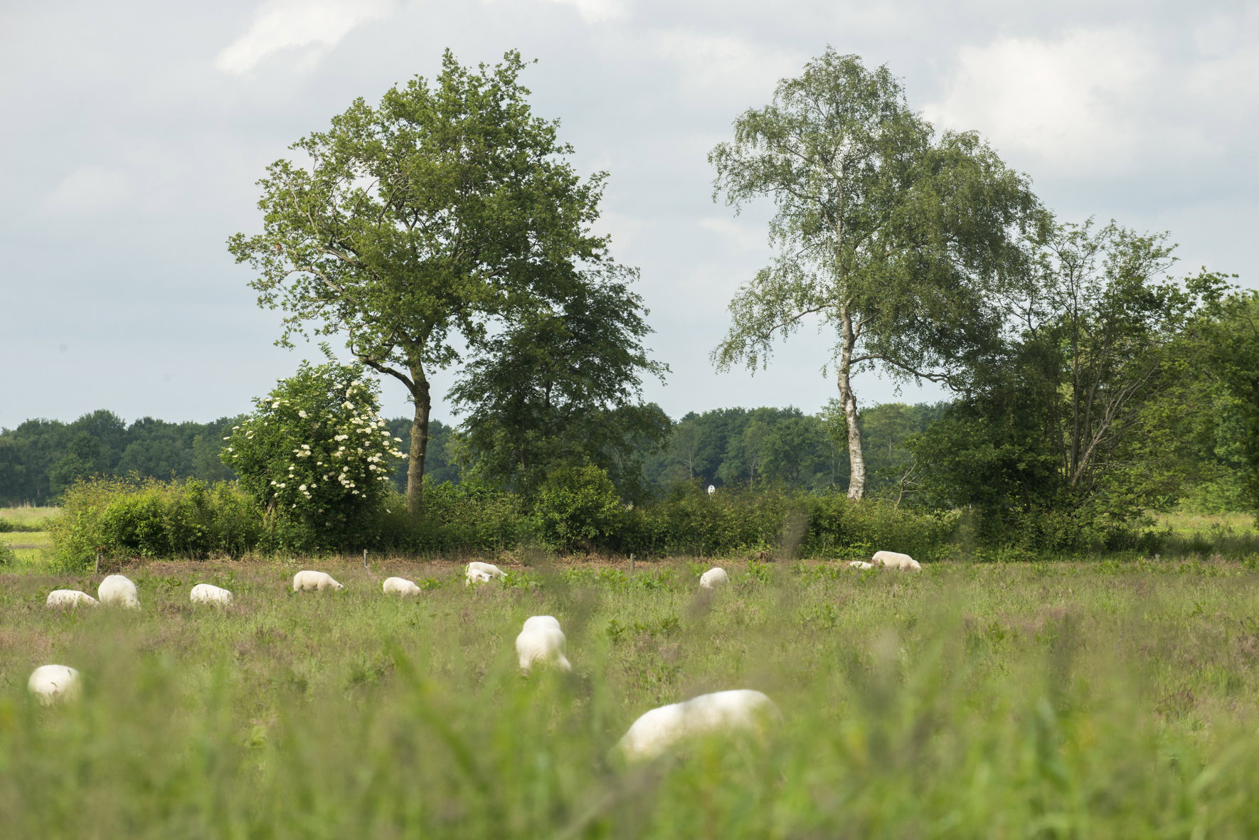 - image: 11