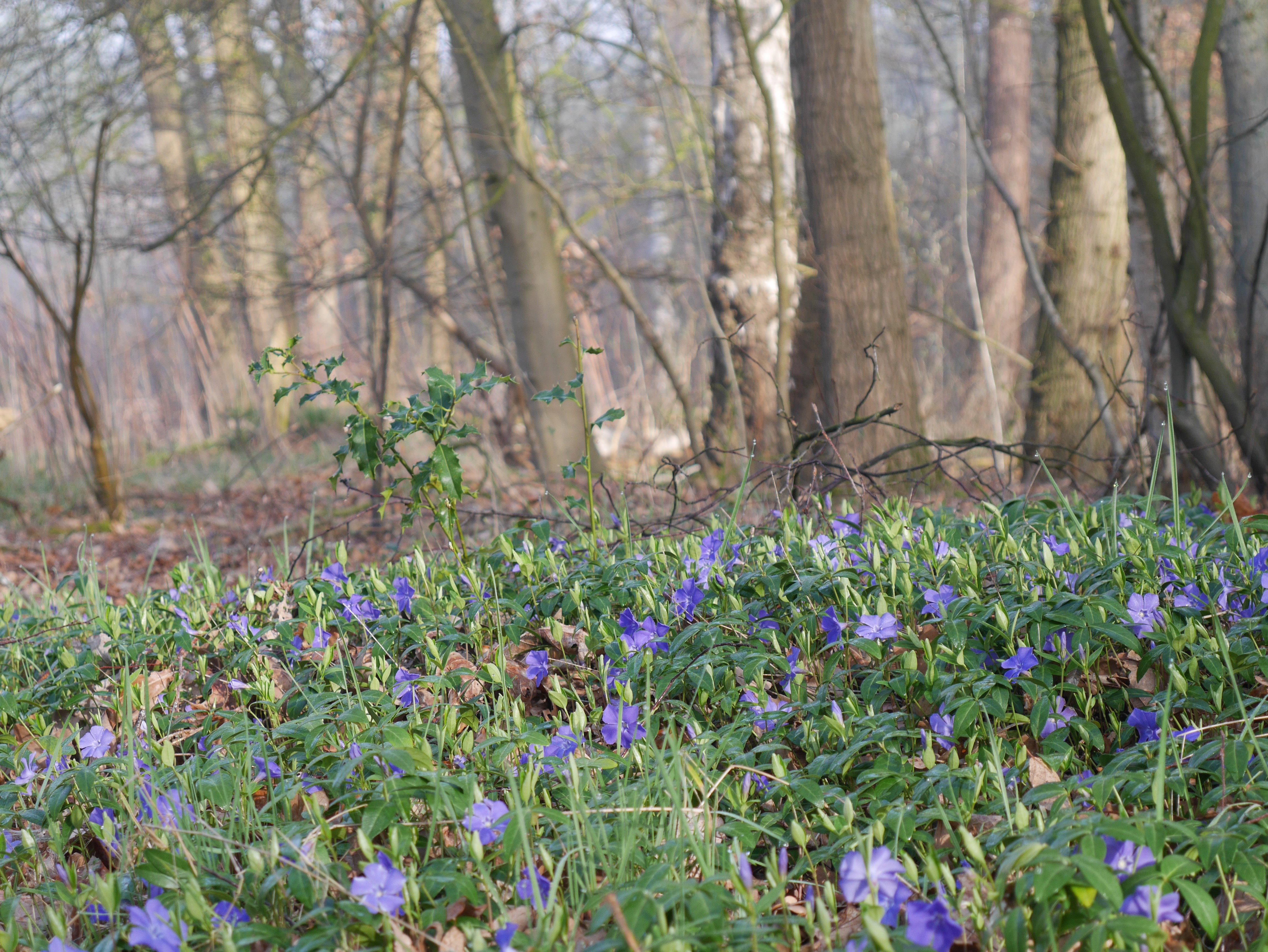 Naturhäuschen in Harfsen