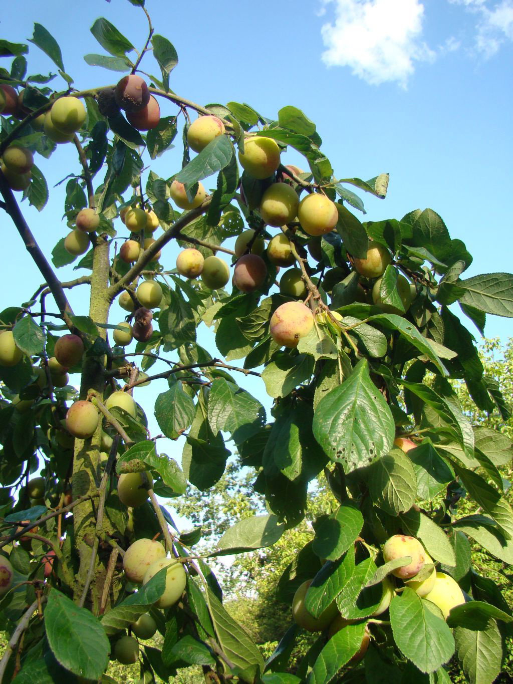 Natuurhuisje in Arfeuilles