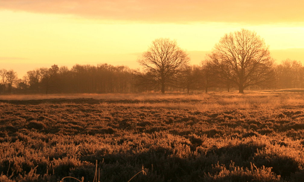 - image: 12