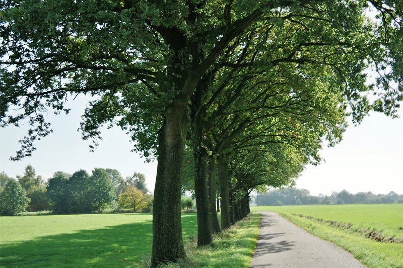 - image: 29
