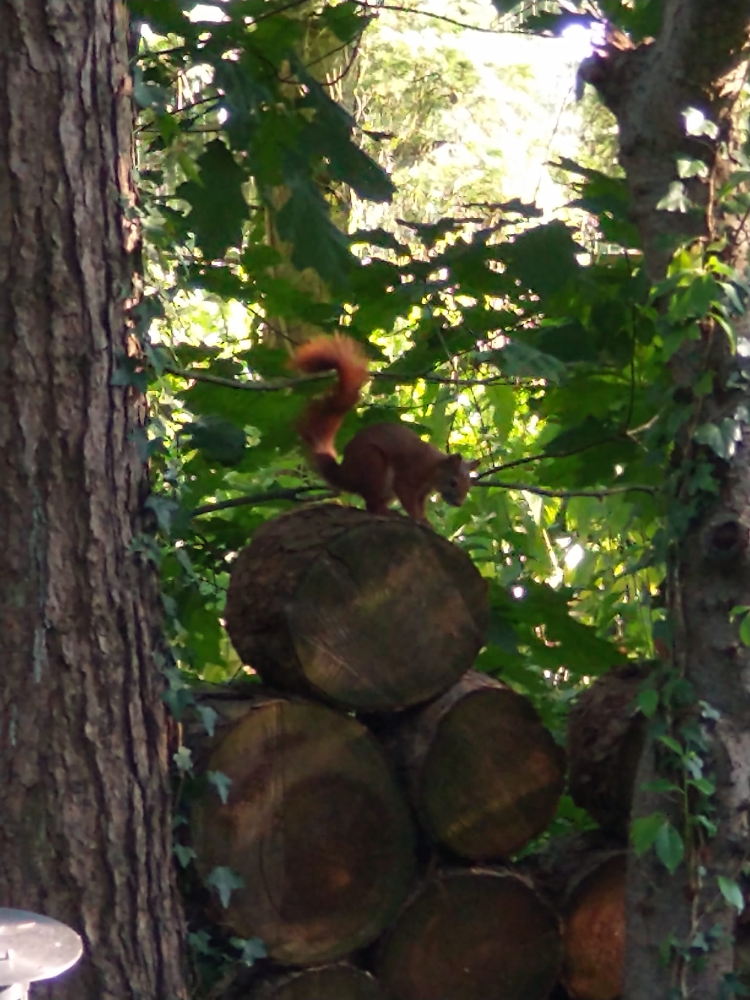 Natuurhuisje in Lochem