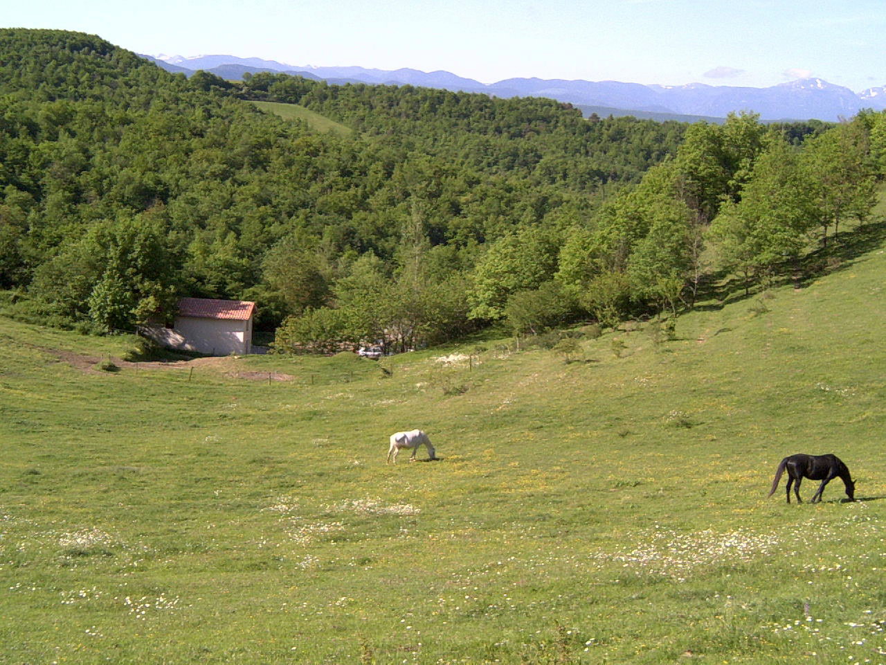 - image: 12