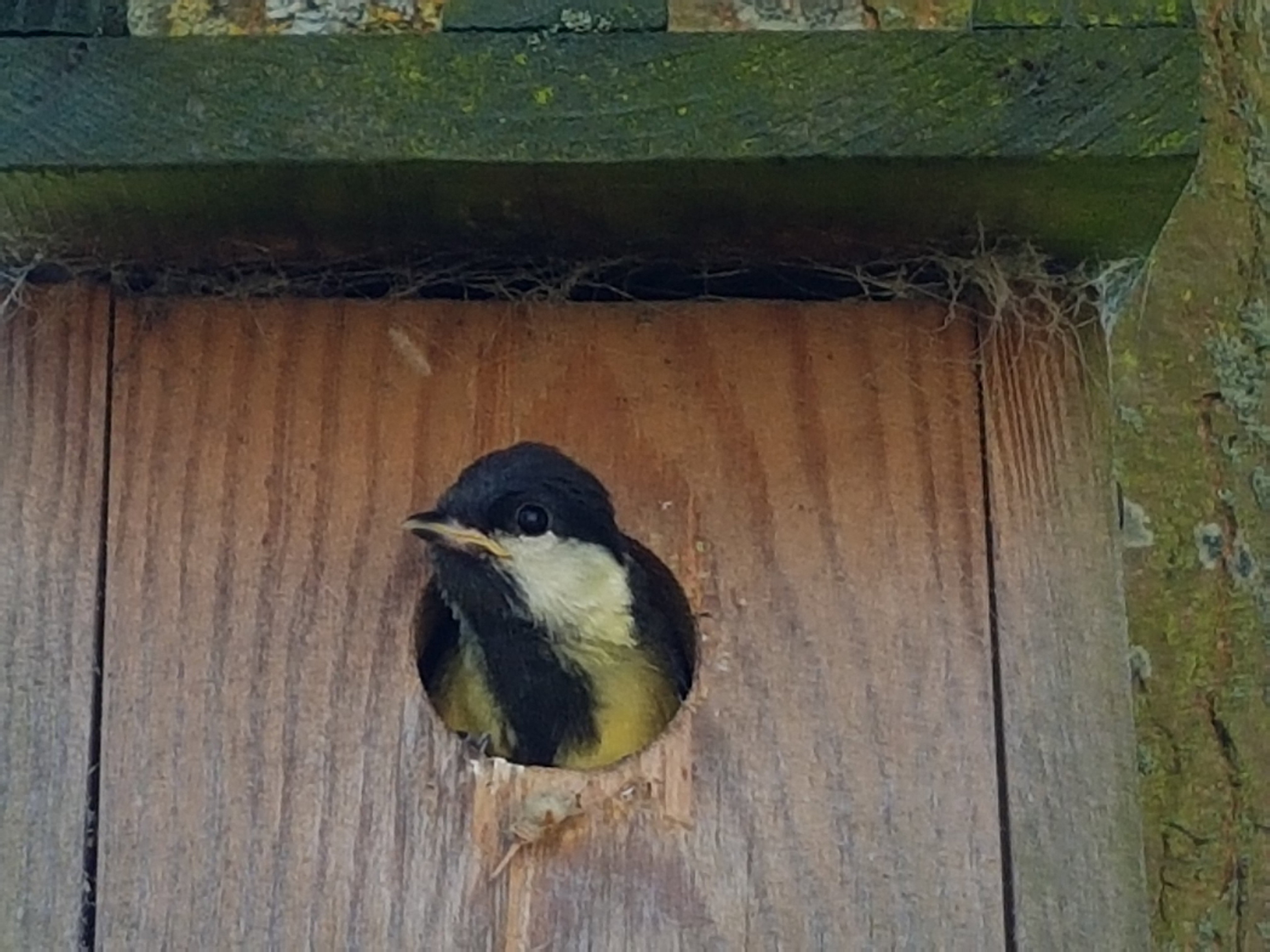 Natuurhuisje in Formerum