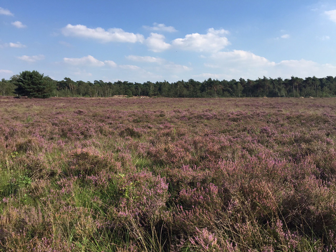 - image: 17